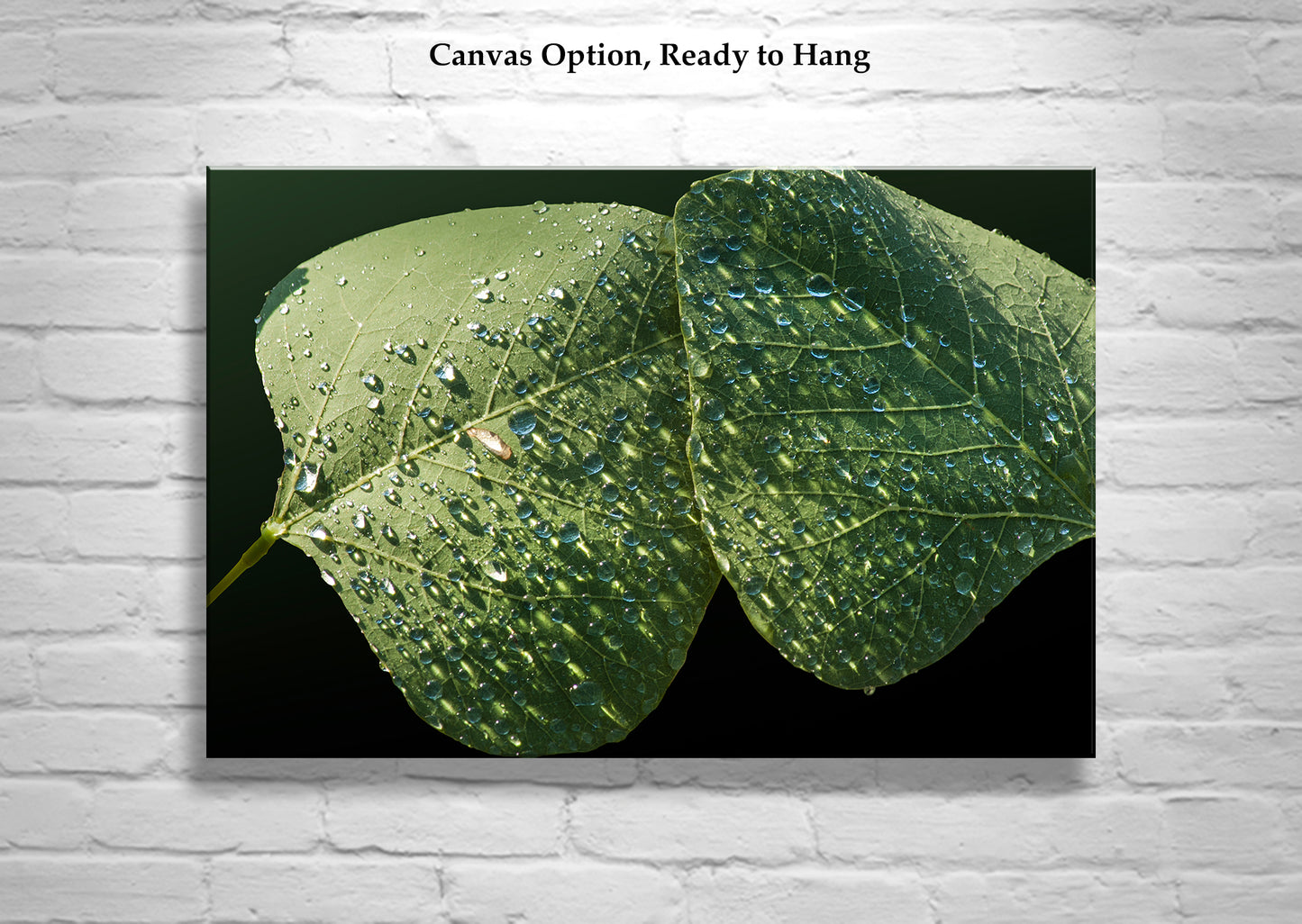 Minimalist Nature Photography with Dew Drops on Leaf at Arizona Canyon