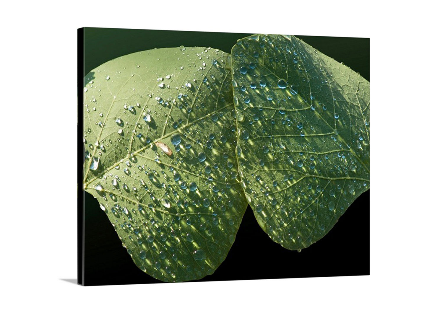 Close-up of two green leaves with water droplets on a black background. Minimalist Nature Photography with Dew Drops on Leaf at Arizona Canyon