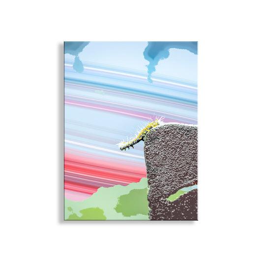 "Don't Go There" - My unique cute bug art from my original photograph! I captured this colorful caterpillar scene high in the wilds of Mt. Wrightson, near the Arizona-Mexico border, planet Earth. Original, unique signed art photograph by Murray Bolesta!