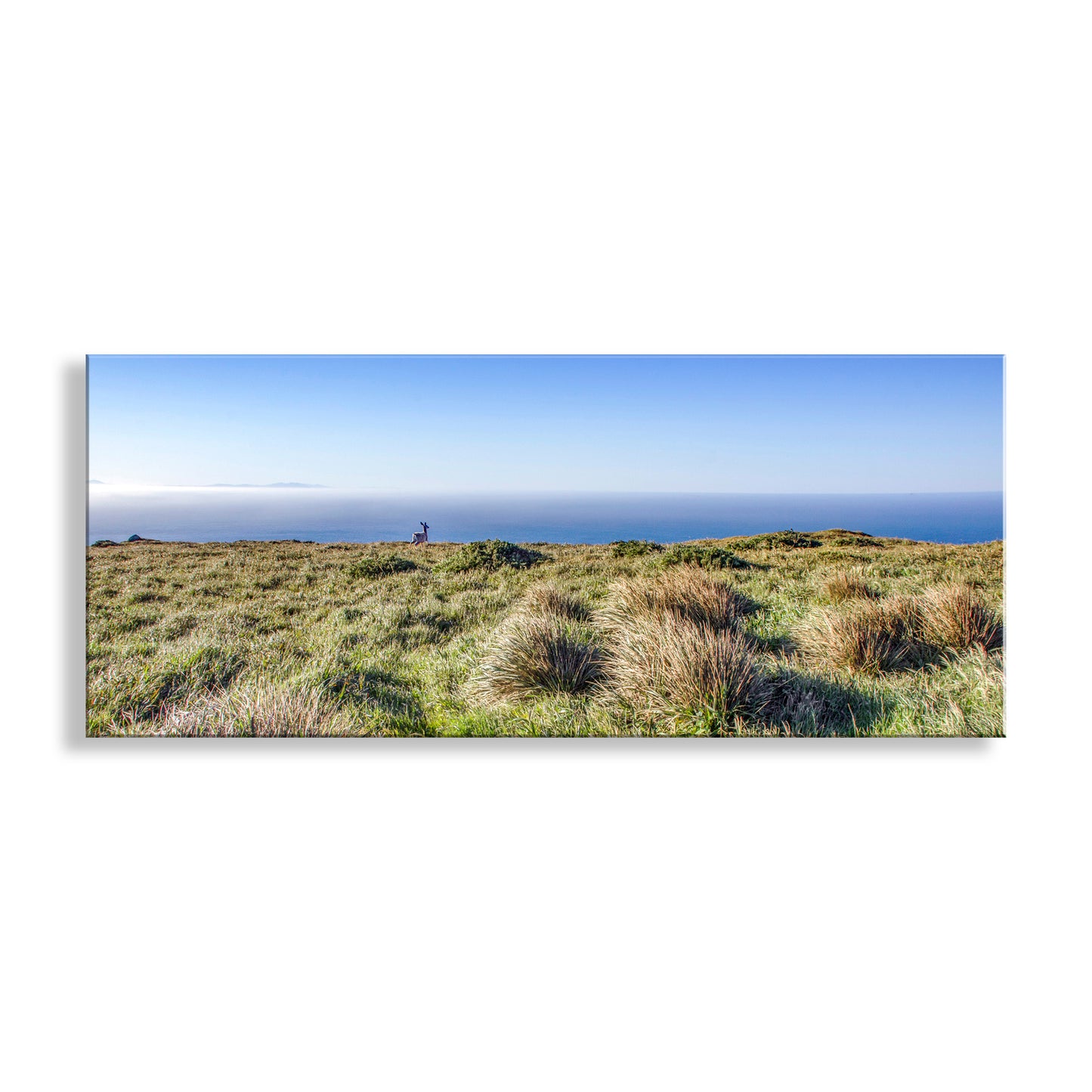 Panoramic view of a grassy hill with ocean in the background. My beautiful Point Reyes panoramic art photograph! Featuring a wild deer and gorgeous perennial grasslands. Can you help me identify this species of grass? We are looking southwest straight into the mighty Pacific Ocean! Original, unique signed art by Murray Bolesta.