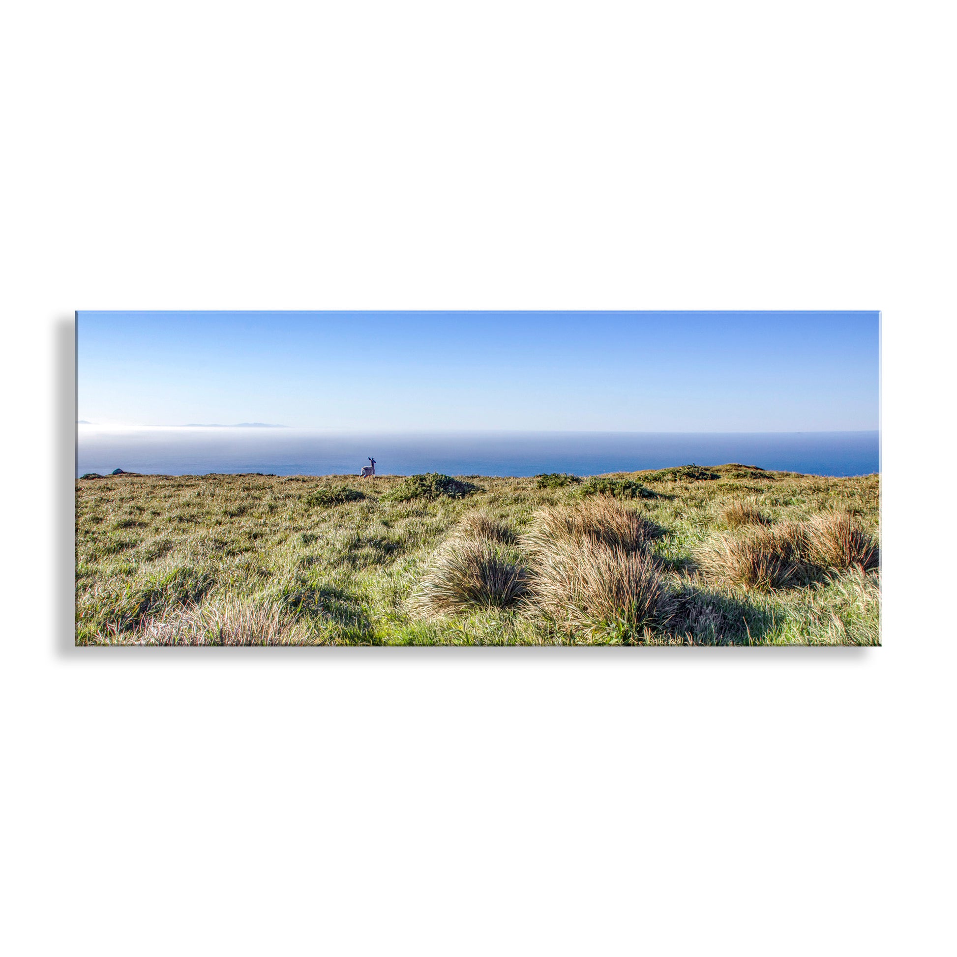 Panoramic view of a grassy hill with ocean in the background. My beautiful Point Reyes panoramic art photograph! Featuring a wild deer and gorgeous perennial grasslands. Can you help me identify this species of grass? We are looking southwest straight into the mighty Pacific Ocean! Original, unique signed art by Murray Bolesta.