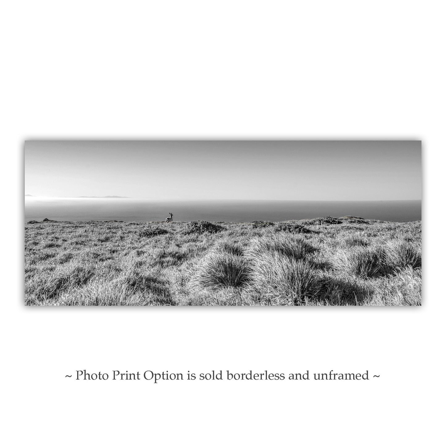 Painterly Art Print of Point Reyes National Seashore Landscape Panorama in Black and White with Wild Deer