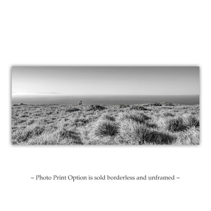 Painterly Art Print of Point Reyes National Seashore Landscape Panorama in Black and White with Wild Deer