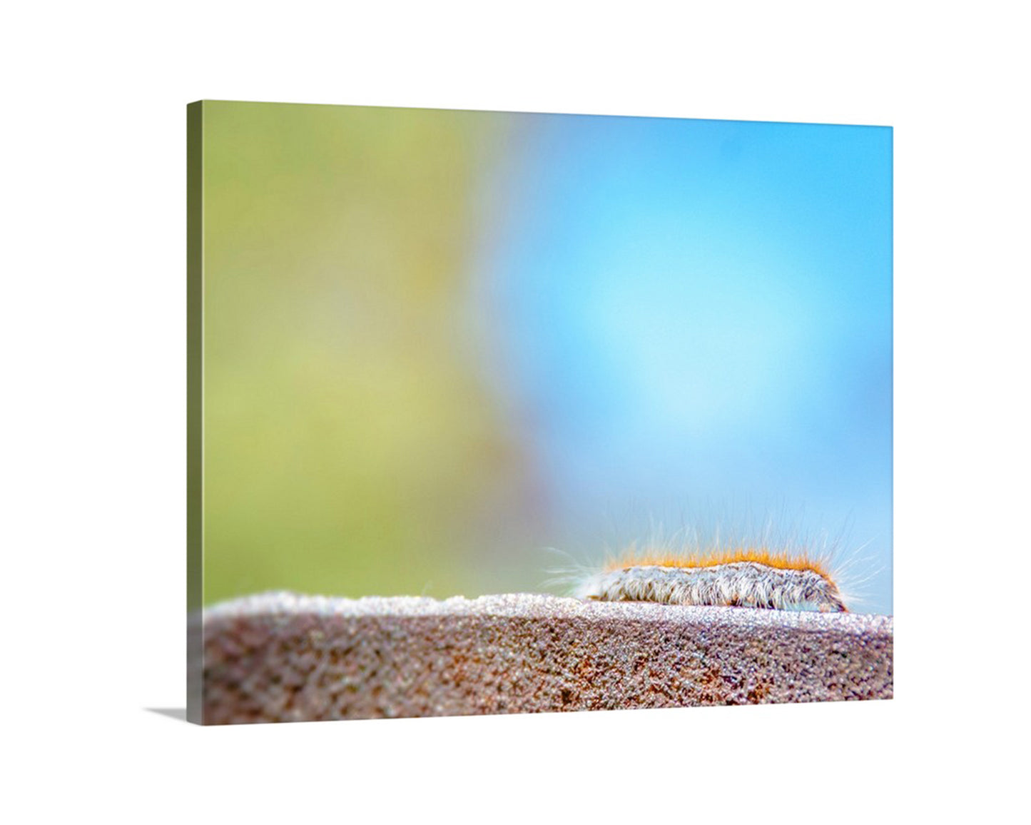 My charming insect art for the lover of all things caterpillar. I captured this cute scene while high in the wilds of Mt. Wrightson, near the Arizona-Mexico border, planet Earth. Original, unique signed art by Murray Bolesta!
