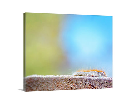 My charming insect art for the lover of all things caterpillar. I captured this cute scene while high in the wilds of Mt. Wrightson, near the Arizona-Mexico border, planet Earth. Original, unique signed art by Murray Bolesta!