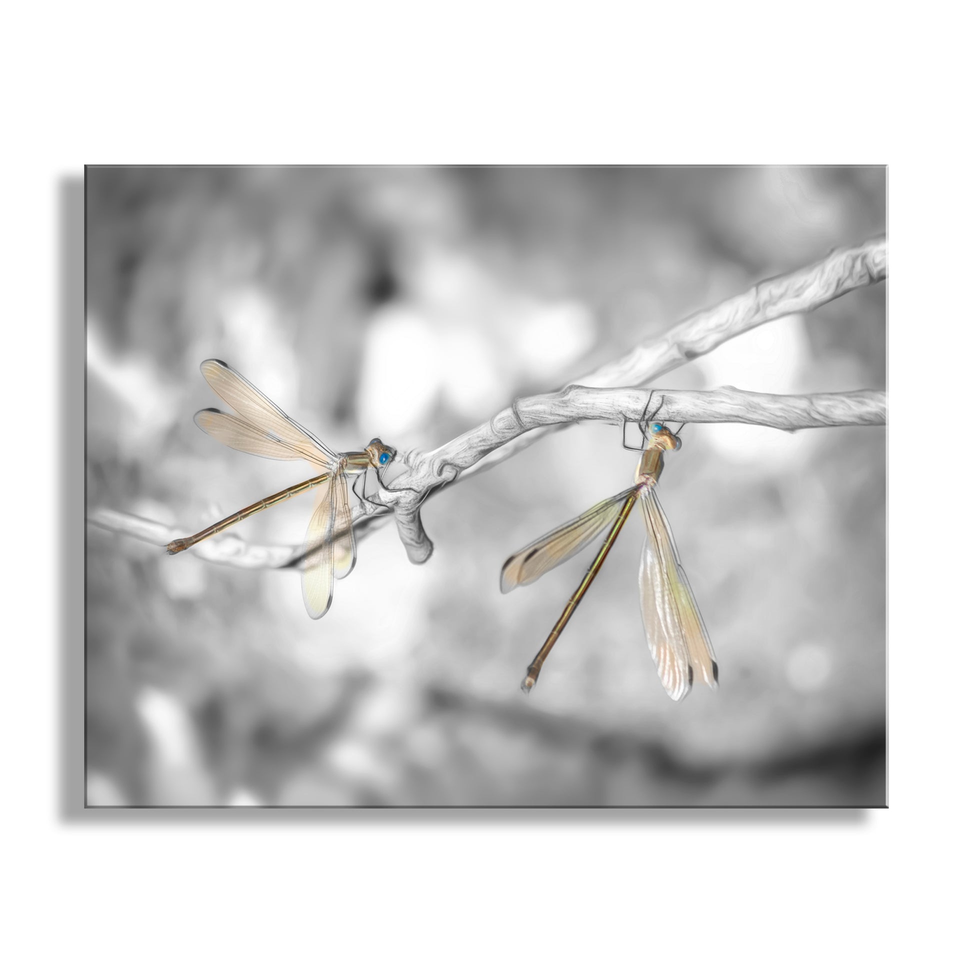 For your viewing pleasure, here's my splendid image of a delightful pair of dainty damselflies, captured on a warm afternoon in Madera Canyon of the Santa Ritas, southern Arizona, planet Earth! Original, unique signed art by Murray Bolesta.