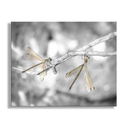For your viewing pleasure, here's my splendid image of a delightful pair of dainty damselflies, captured on a warm afternoon in Madera Canyon of the Santa Ritas, southern Arizona, planet Earth! Original, unique signed art by Murray Bolesta.