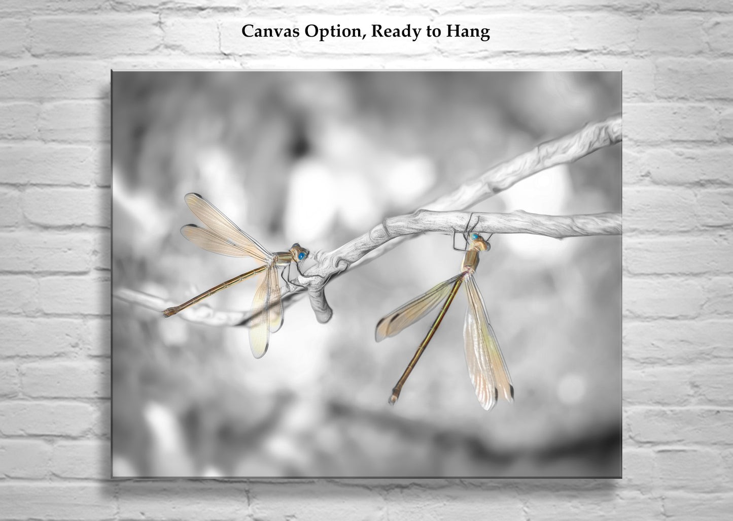 Dragonfly Photography Print in Black and White as Unique Art Gift