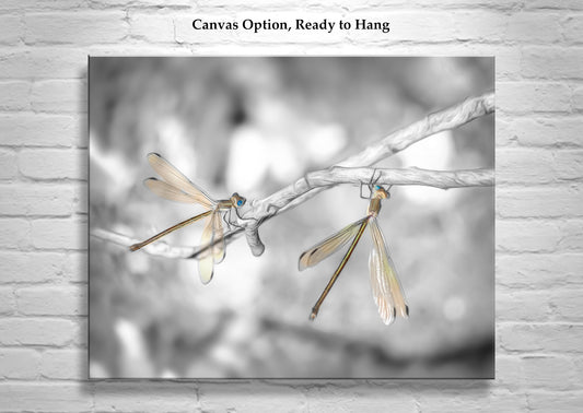 Dragonfly Photography Print in Black and White as Unique Art Gift