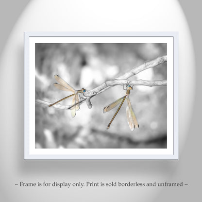 Dragonfly Photography Print in Black and White as Unique Art Gift