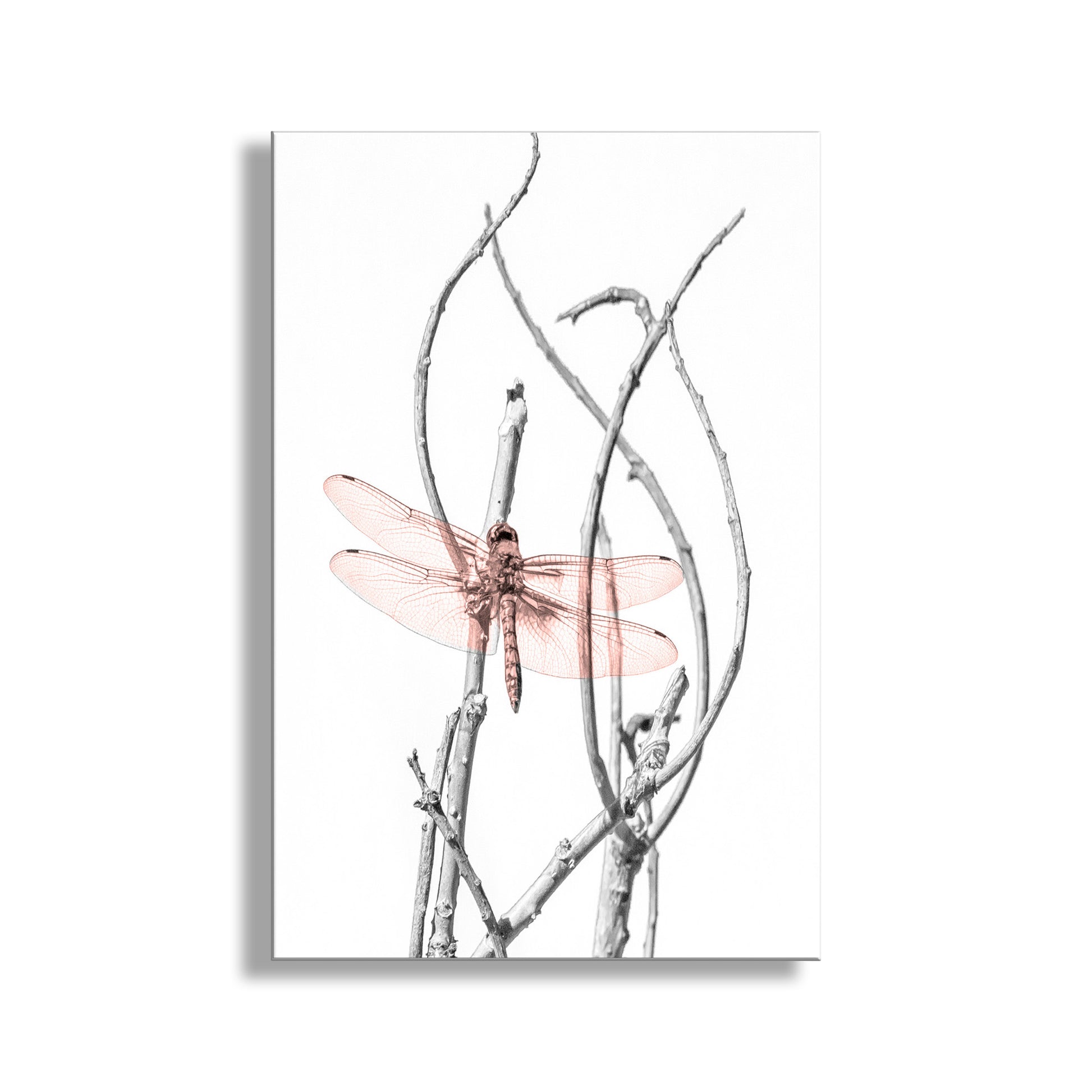 Art print of a pink dragonfly on a branch with a white background. For your viewing pleasure, my unique image of an elegant dragonfly, captured in a secret watery wilderness on the Arizona-Mexico border! This is Sycamore Canyon. Original, unique signed art by Murray Bolesta.