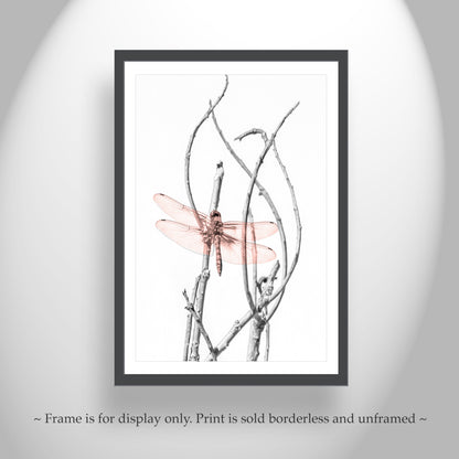 Dragonfly Art Print as Minimalist Nature Photography