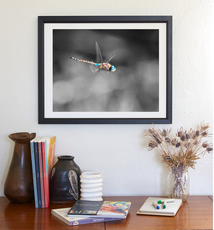 Dragonfly Art Photography in Black and White as Home Decor for Nature Lover