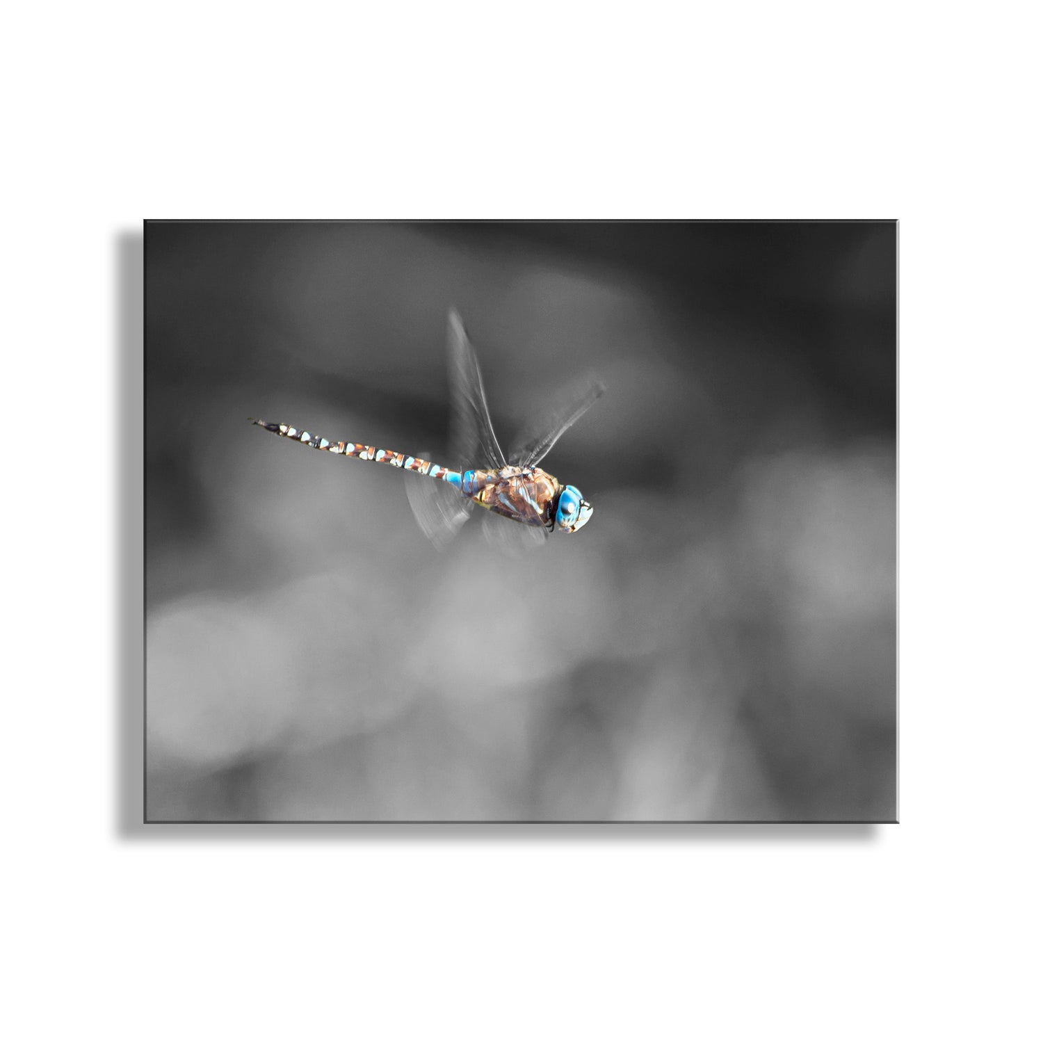 Delightful dragonfly art! My dramatic dragonfly image just for you, captured on camera by me at a remote oasis near the Mexican border, planet Earth! Original, unique signed art by Murray Bolesta.