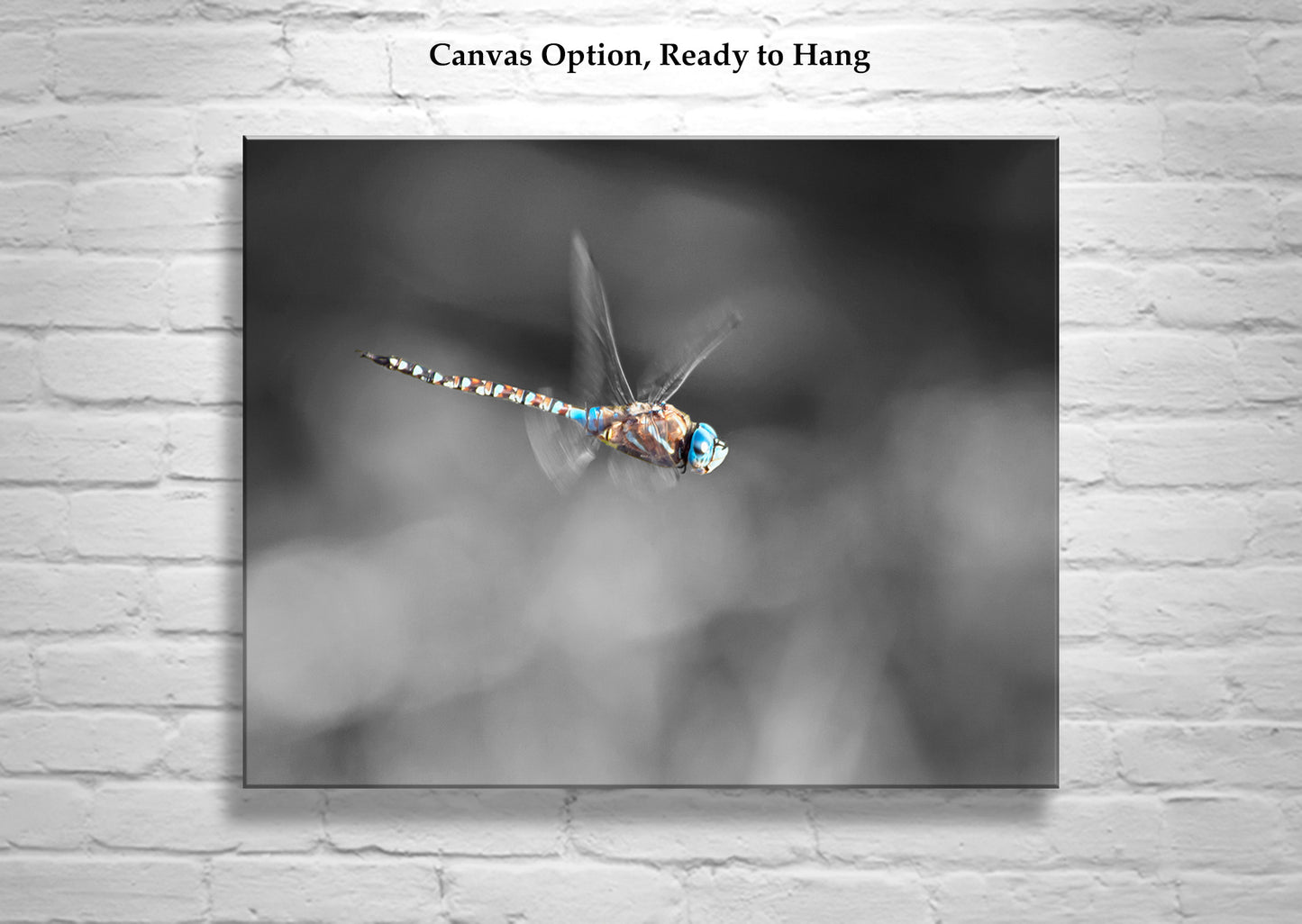 Dragonfly Art Photography in Black and White as Home Decor for Nature Lover