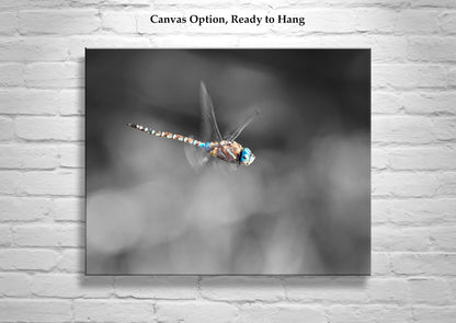 Dragonfly Art Photography in Black and White as Home Decor for Nature Lover