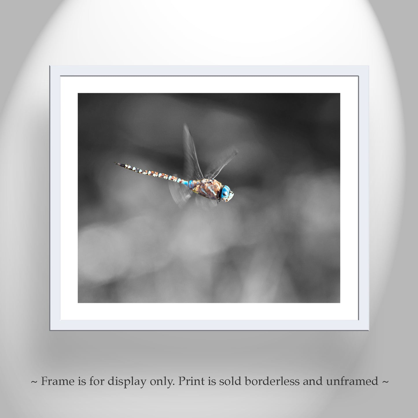 Dragonfly Art Photography in Black and White as Home Decor for Nature Lover