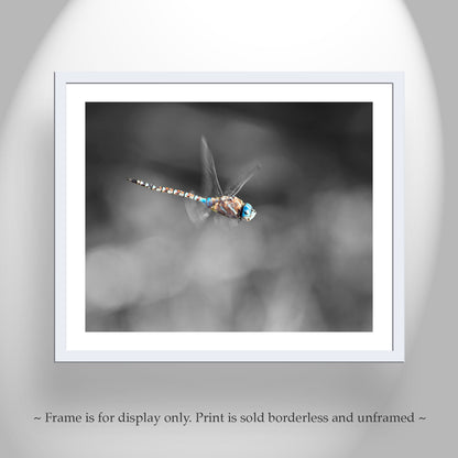 Dragonfly Art Photography in Black and White as Home Decor for Nature Lover