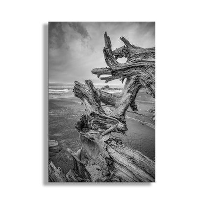 Black and white image of driftwood on a beach with a stormy sky. My wonderful Washington state driftwood photograph at the beach! This is the moody beauty of the Pacific Northswest, USA, seacoast. Original, unique signed art by Murray Bolesta.