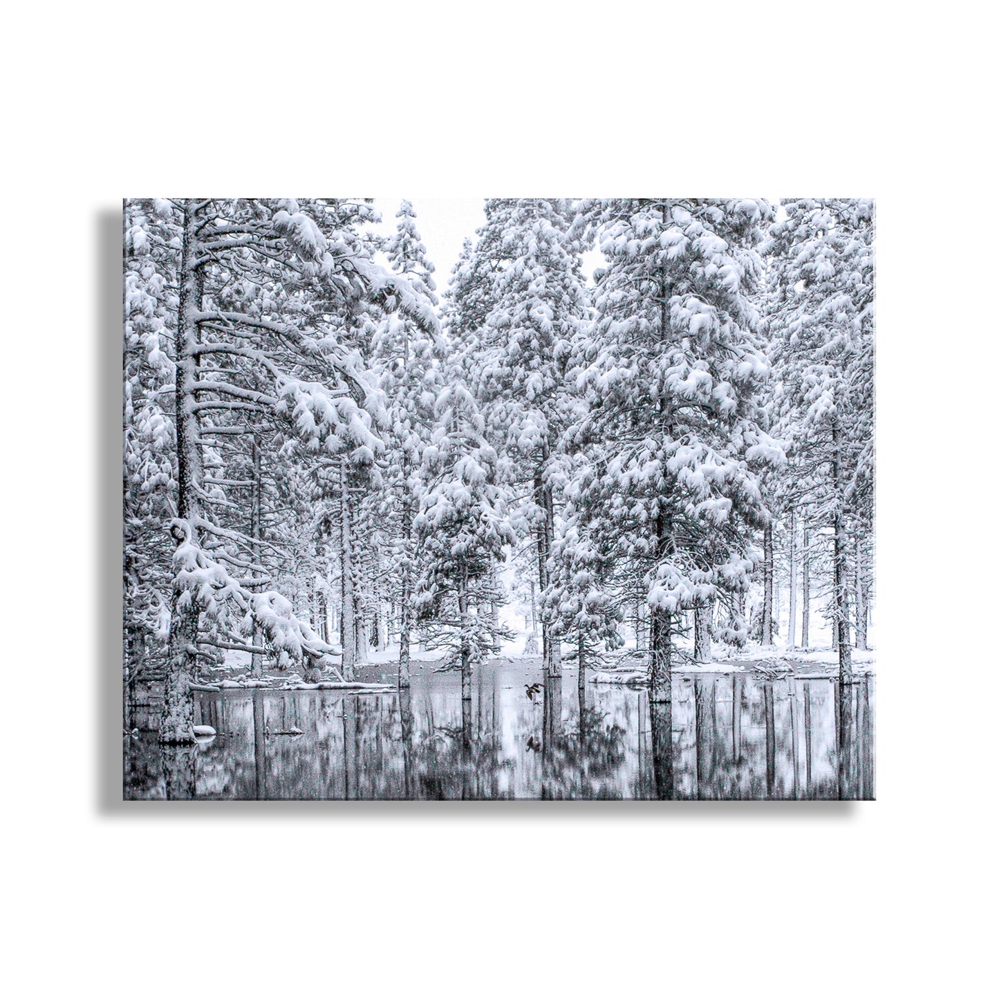 Water Bird Photograph in Winter Snowy Forest Landscape