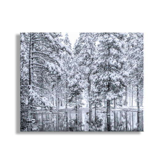 Water Bird Photograph in Winter Snowy Forest Landscape