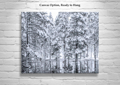 Water Bird Photograph in Winter Snowy Forest Landscape