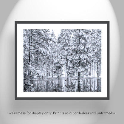 Water Bird Photograph in Winter Snowy Forest Landscape
