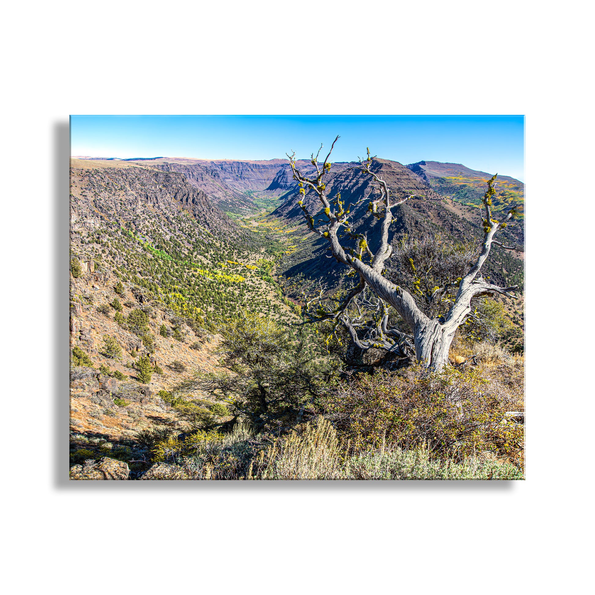 Beautiful eastern Oregon USA! This is Steens Mountain Wilderness in autumn with some artful deadwood in foreground. Terrific! Original, unique signed art by Murray Bolesta.