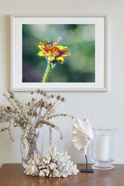 Butterfly Photograph Nature Wall Decor with Yellow Wildflower