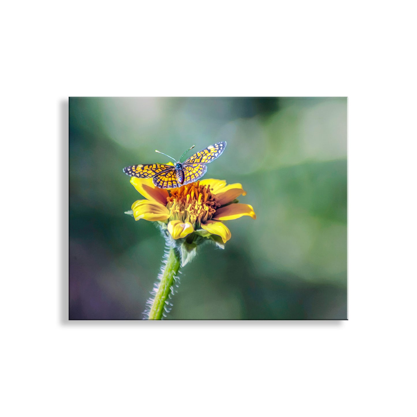 Butterfly on a yellow flower with a blurred green background. My uniquely wonderful butterfly photograph from one of southern Arizona's very special places: Madera Canyon of the Santa Rita Mountains! This critter is probably an Elada Checkerspot. Original, unique signed art by Murray Bolesta.