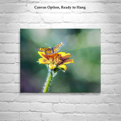 Butterfly Photograph Nature Wall Decor with Yellow Wildflower