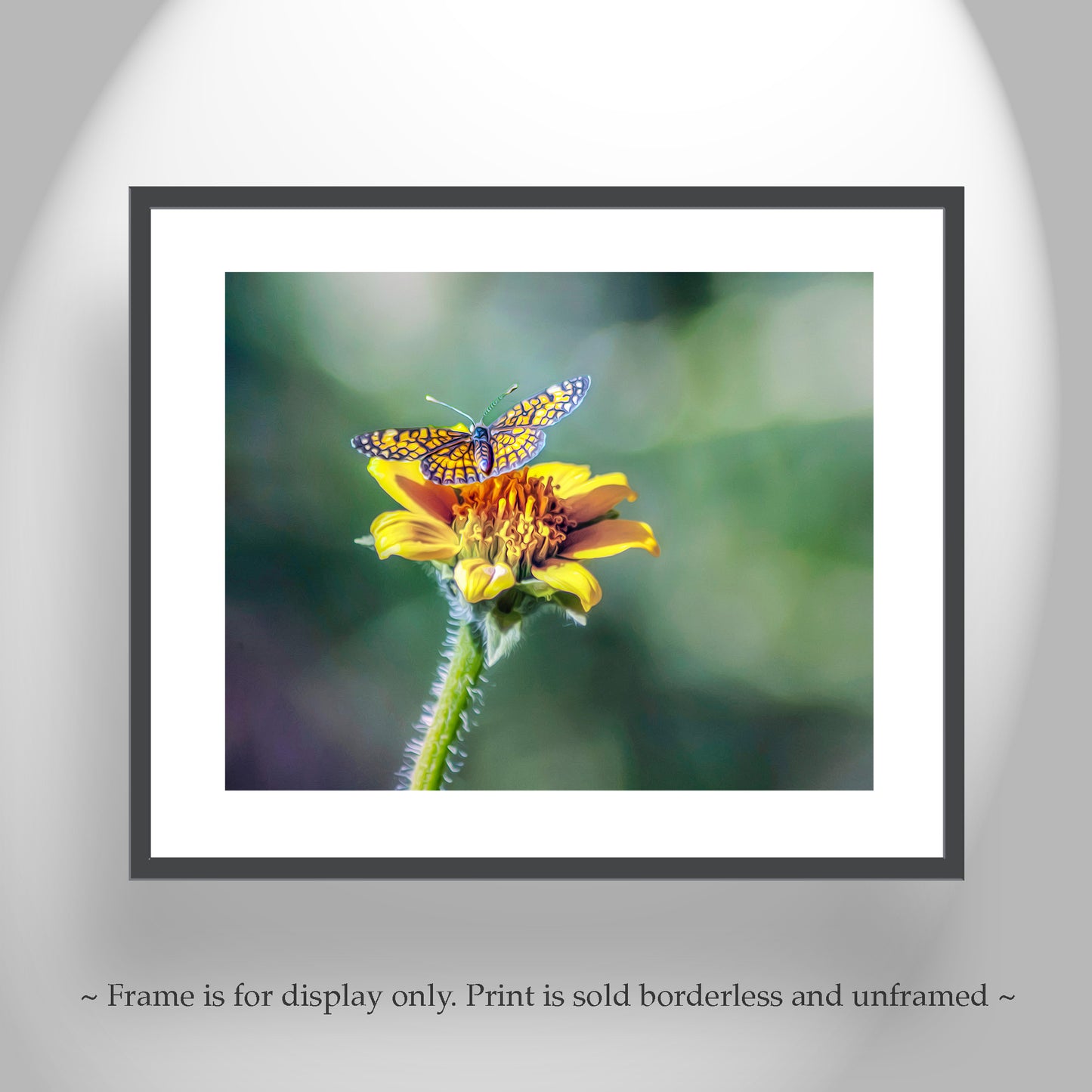 Butterfly Photograph Nature Wall Decor with Yellow Wildflower