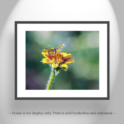 Butterfly Photograph Nature Wall Decor with Yellow Wildflower