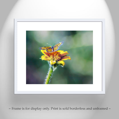 Butterfly Photograph Nature Wall Decor with Yellow Wildflower