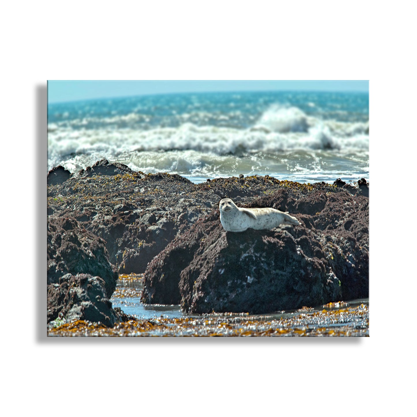 Charming ocean wildlife at San Simeon California! This is a curious elephant seal on the rocks but ready to swim! Original, unique, signed art by Murray Bolesta!