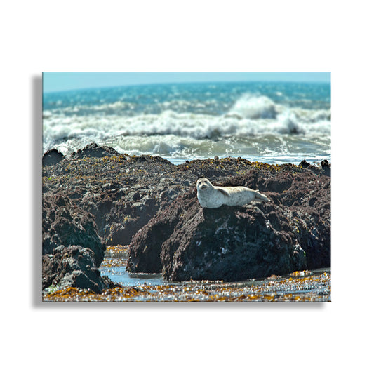 Charming ocean wildlife at San Simeon California! This is a curious elephant seal on the rocks but ready to swim! Original, unique, signed art by Murray Bolesta!