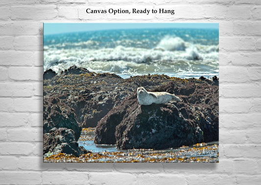 Elephant Seal Ocean Wildlife Art Print at San Simeon Beach California Coast