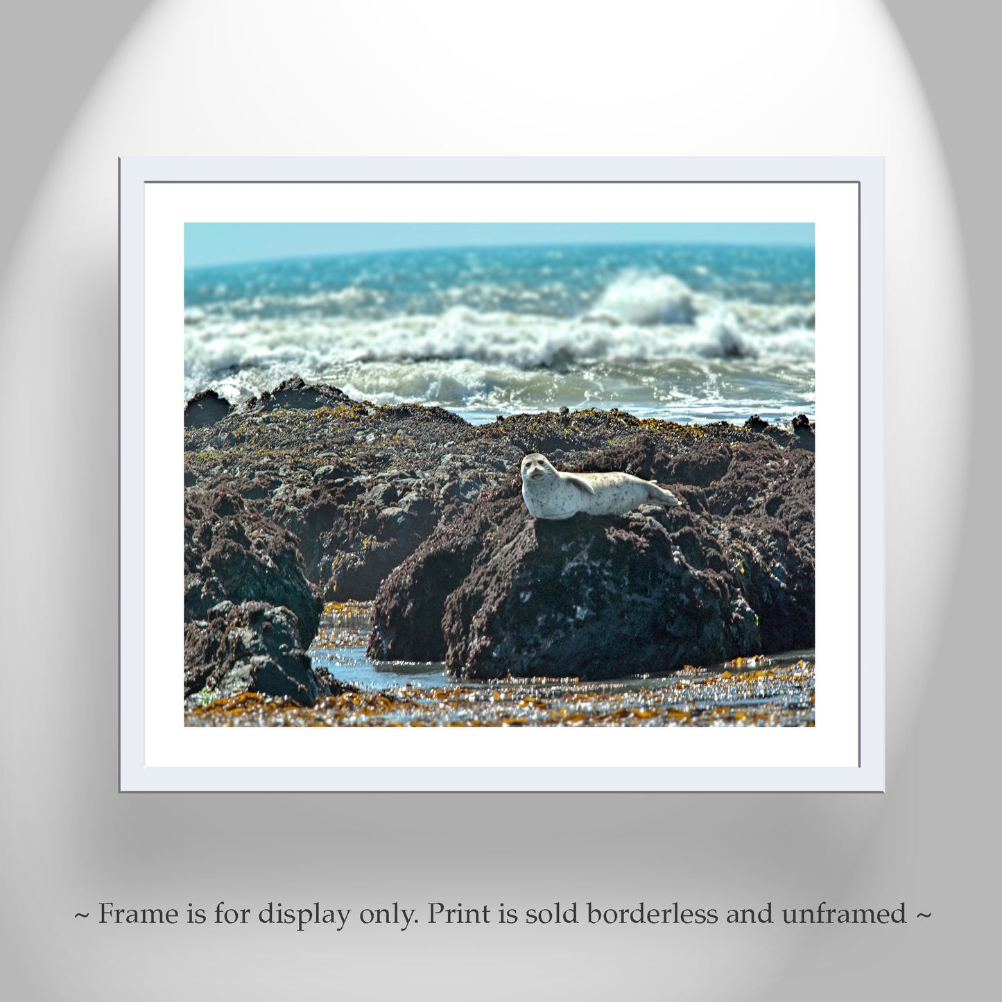 Elephant Seal Ocean Wildlife Art Print at San Simeon Beach California Coast