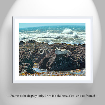 Elephant Seal Ocean Wildlife Art Print at San Simeon Beach California Coast