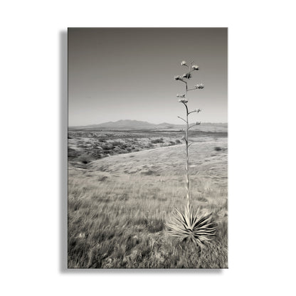 Black and white landscape of a desert with a tall plant and distant mountains. Empire Ranch Arizona Landscape Art Print | Cienega Valley, Agave & Santa Rita Mountains