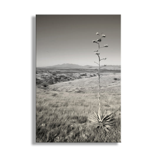 Black and white landscape of a desert with a tall plant and distant mountains. Empire Ranch Arizona Landscape Art Print | Cienega Valley, Agave & Santa Rita Mountains