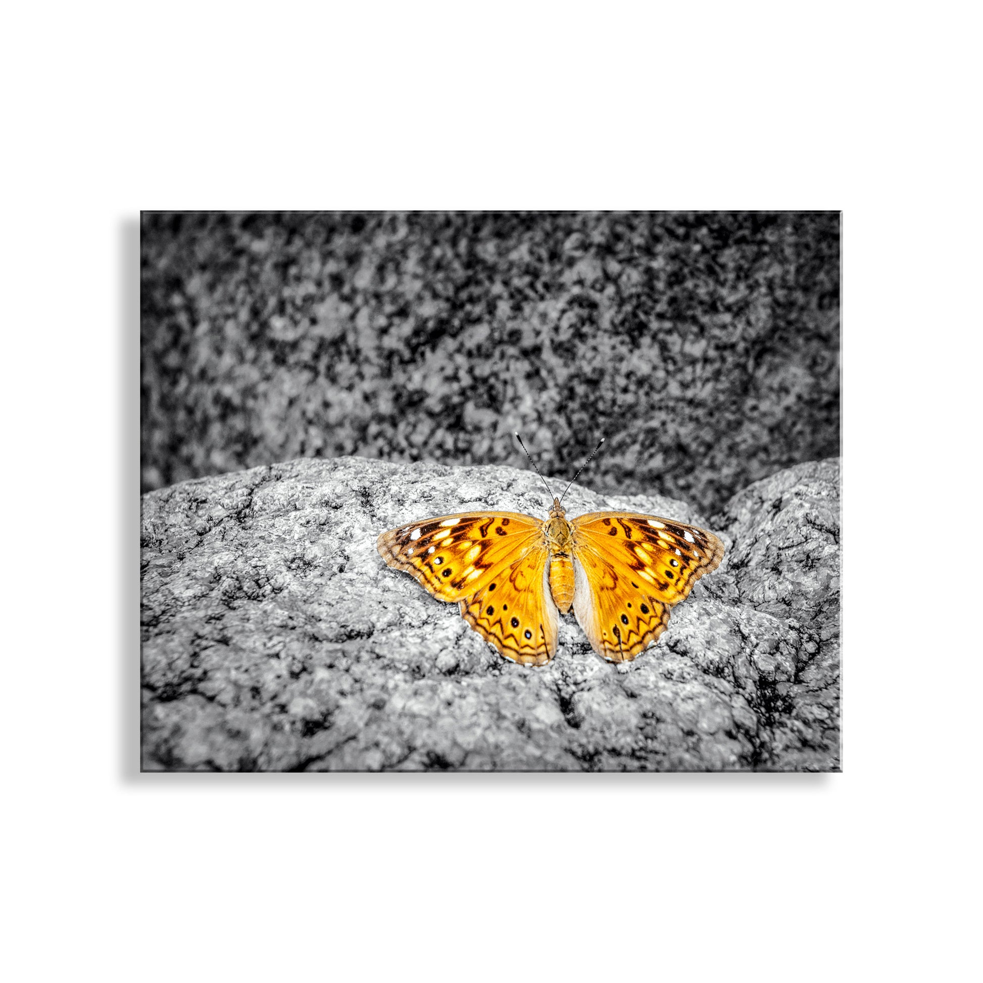 Butterfly on a rock with a black and white background.  A little gorgeous golden Empress Leilia butterfly rests on granite rock in the very remote Sycamore Canyon wilderness of borderlands Arizona USA. These small butterflies life in the US southwest, mostly in canyons and precious creek-sides. Original, unique signed art by Murray Bolesta!