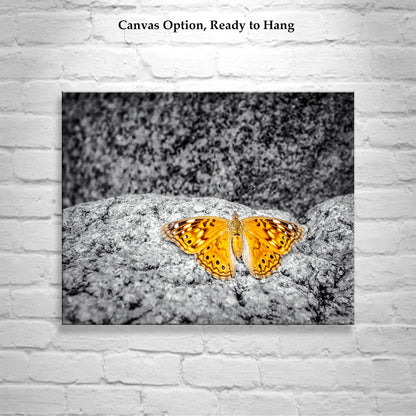 Golden Butterfly Nature Print Wall Decor in Arizona Desert Canyon
