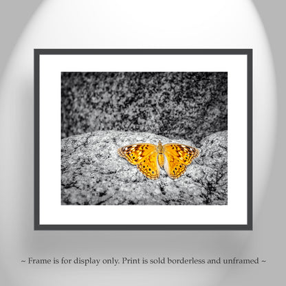 Golden Butterfly Nature Print Wall Decor in Arizona Desert Canyon