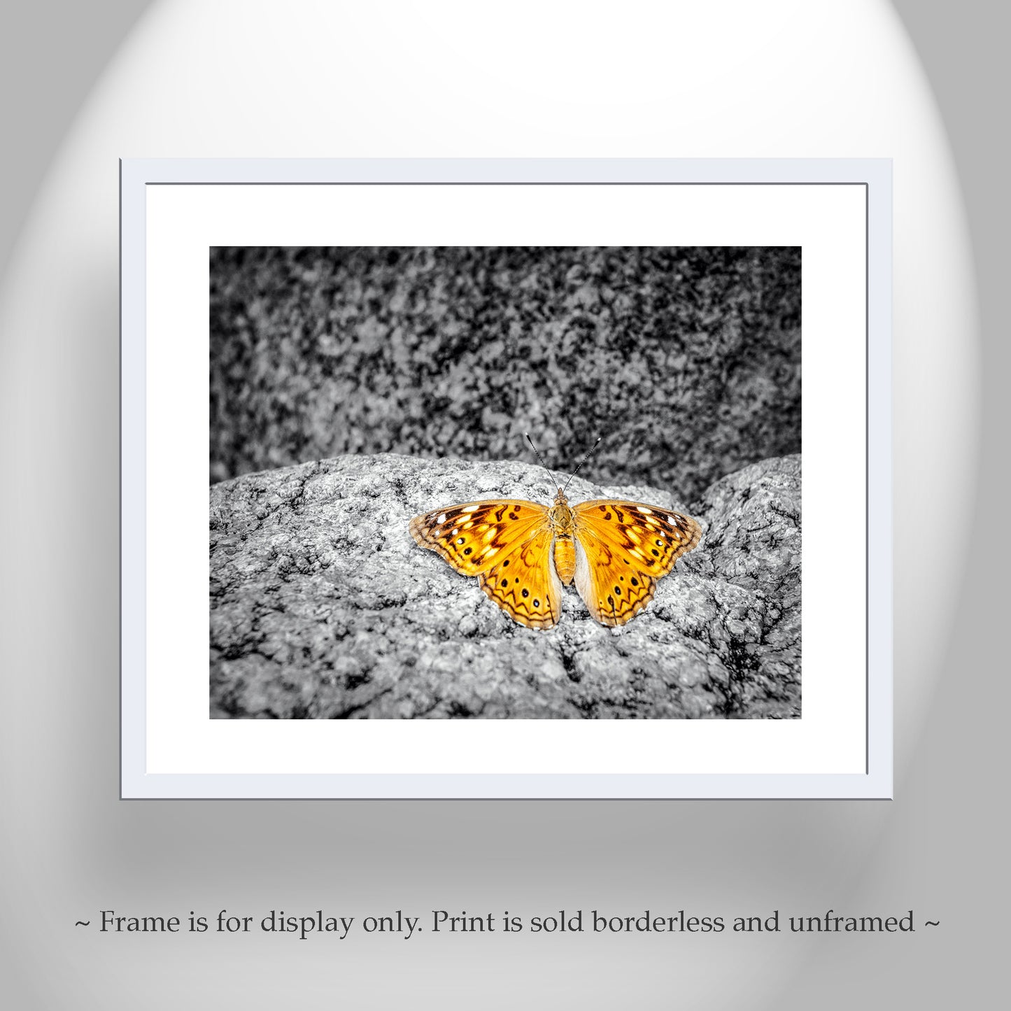 Golden Butterfly Nature Print Wall Decor in Arizona Desert Canyon