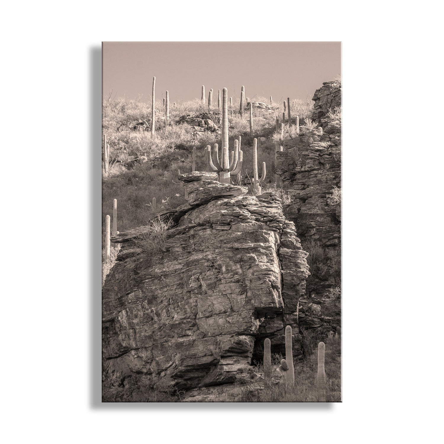 A black and white photograph of a rocky cliff with numerous cacti growing on it, set against a hazy sky. Tucson Desert Canyon Art | Catalina Mountains Landscape Photography