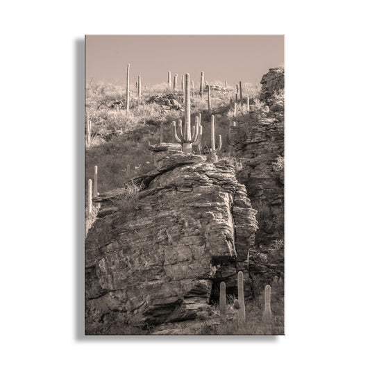 Tucson Desert Framed Photo Wall Art with Canyon Landscape