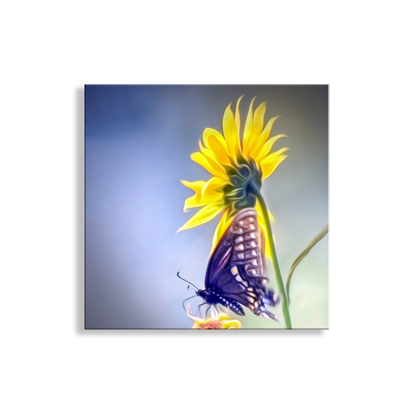 Butterfly on a sunflower against a blue gradient background. Sunflower Photograph with Swallowtail Butterfly in Southern AZ