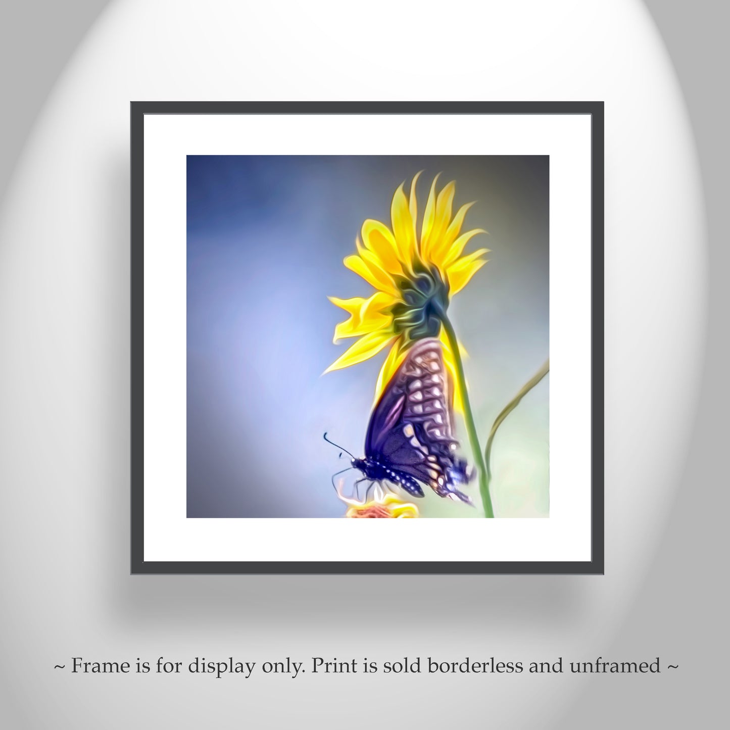 Sunflower Photograph with Swallowtail Butterfly in Southern AZ