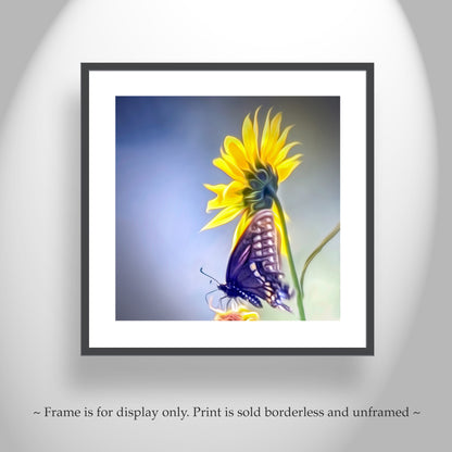 Sunflower Photograph with Swallowtail Butterfly in Southern AZ